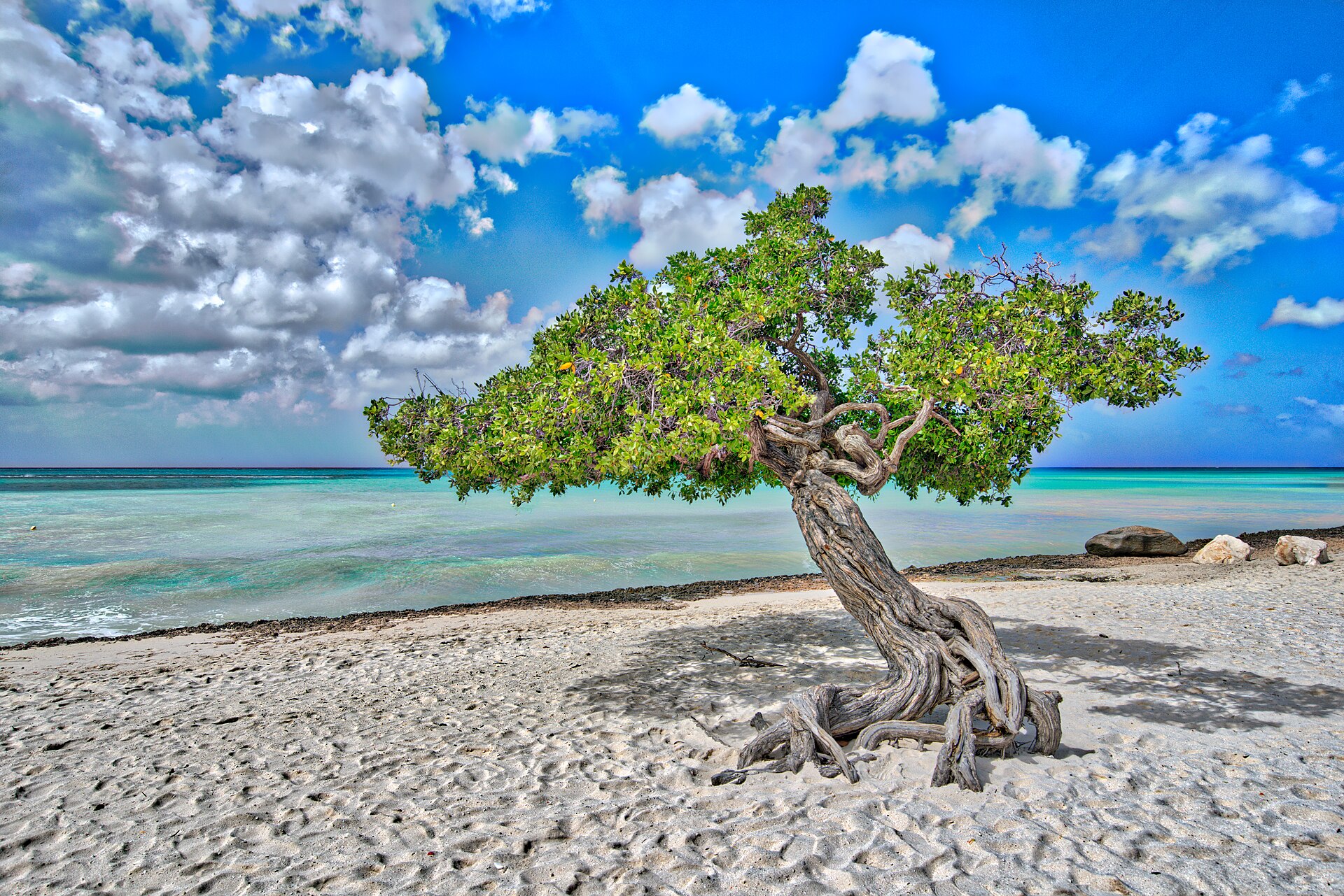 A windswept divi-divi tree on white sand beside turquoise water, Aruba
