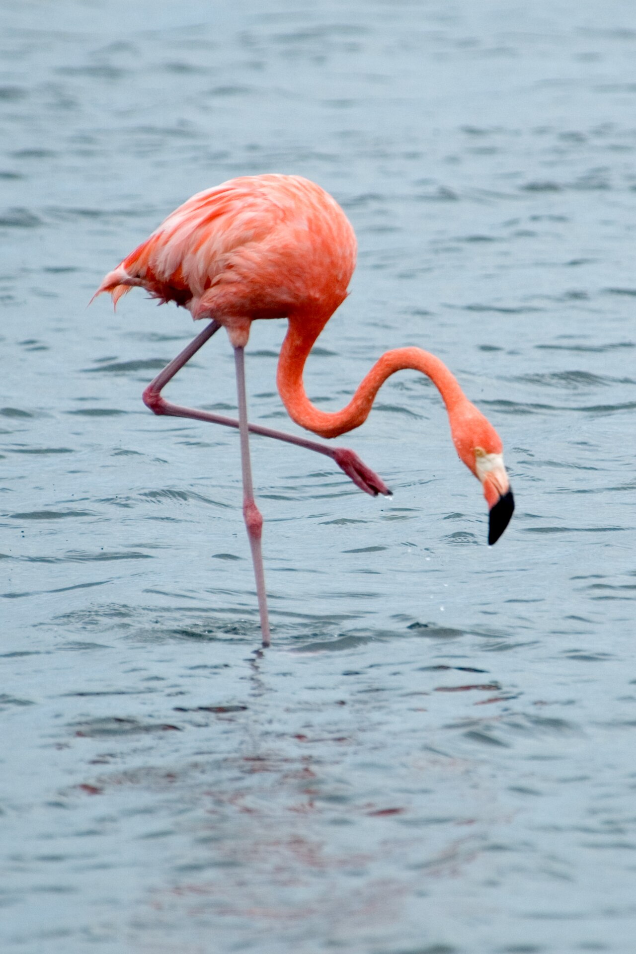 A pink Caribbean flamingo wading in shallow water, Bonaire